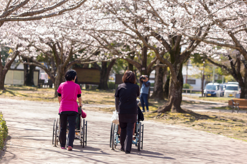 桜並木を車いすで散歩する女性たち